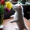 1271612458_1271393751_doseng.org_these_funny_animals_640_22.jpg