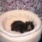 1271612467_animals_223_035.jpg