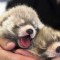 1271612484_1271393791_doseng.org_these_funny_animals_640_49.jpg