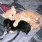 1271612521_animals_223_032.jpg