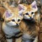 1271612528_1271393844_doseng.org_these_funny_animals_640_50.jpg