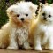1271612537_1271393818_doseng.org_these_funny_animals_640_07.jpg