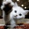 котяшки