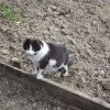 Пришлая котэ на сносях