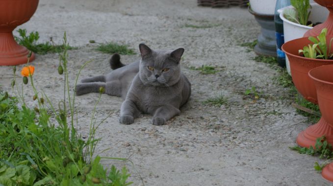 кот