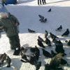 Артём и голуби