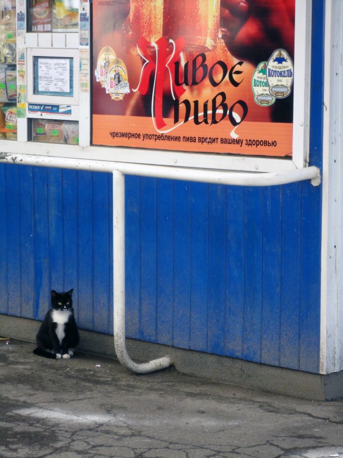 Не пей пиво! Котеночком станешь!