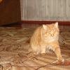кот кисучка кот кисучка