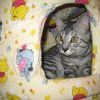 кот