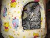 кот