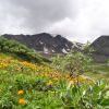 Жарки