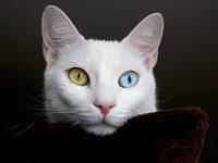 Алекс Бессовестный