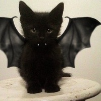 Алекс Крылов