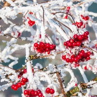 Инна Попова