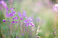 Монтессори Акварель