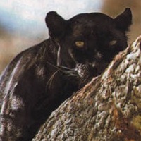 Елена Сотникова