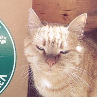 Валентина Соболева