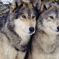 Инга Погодина