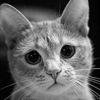 Анна Витковская