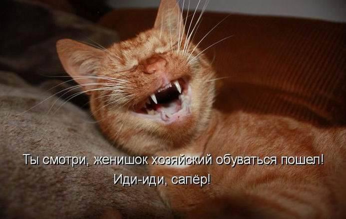 Кот должен...