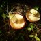 DSC07104.JPG