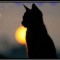 328436_menya-slozhno-ponyat.thumbnail.jpg