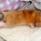1326790380_1290311070_sleepy-3.jpg