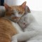 1326790381_1290311063_sleepy-4.jpg