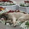 1326790424_1290311064_sleepy-7.jpg