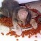 1326790745_1326549365_pictures_of_cute_things_totally_passed_.jpg