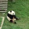 dae4458b82b5f86f5d39e5f8f7ebade4-zhuyot_bambuk.jpg