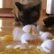 8d1e4e65cc8448faafd94517d27cd9bf-1333546644_1307529673_1307314046_angry_pet_06.jpg