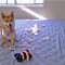 b73d8ffb5c0ae8ebf225efa00485a180-1333546728_1307529823_1307314137_angry_pet_17.jpg