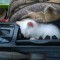 e8065336206b0ccded5fdfeb698ab51a-1344629029_cats_relax_03.jpg