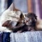 1f94ad88c5d9917c9f0b090812b42759-1303475564_1303326857_these_funny_animals_672_640_07.jpg