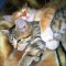 299f5706423fe7082282d0db950600ff-cats-60.jpg