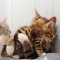 b67cf344b41287e090b4ed4b9251ce90-833763_nezhnost.thumbnail.jpg