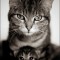 e722cf02b49a2a76dd10162b754d5fa4-cats-68.jpg