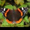 bb25c472f61e3ec5b5e4bdac8ce1df25-v-14.jpg