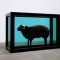 278d2977c089019c55040855ed19a62c-20080801_hirst_black_sheep.jpg