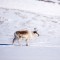 0fcbdb3fb5742ff39133a8f507fa3846-lapland-2-depositphotos_5692418_s.jpg