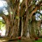 2a05362f2d97af4c6a871ad2e510c9b7-montezuma-cypress-tule-tree.jpg