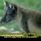 02ec3aa9a7fe34e2dda1839402dc34a1-v-13.jpg