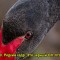 a2c5aad4404470ccd74cf8e83237bae7-v-10.jpg