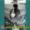 d74b33fda3a2ab612fdf4ab91f9c40f3-3_kart_3a.jpg