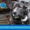 337-p190j62be112dj73f1dbk1t70omoa.jpg
