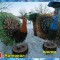589-p19a9nop5f1gq91fhjr65lgd16t1g.jpg