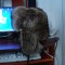 37d-p1a04403141ogg1aookk11q3v1vdh5.jpg