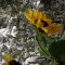 fce-p1a0gg9d02302tdo16bnitr10oo4.jpg