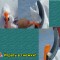 974-p1a3kqi3le15o21r5knahvvc1ns2l.jpg